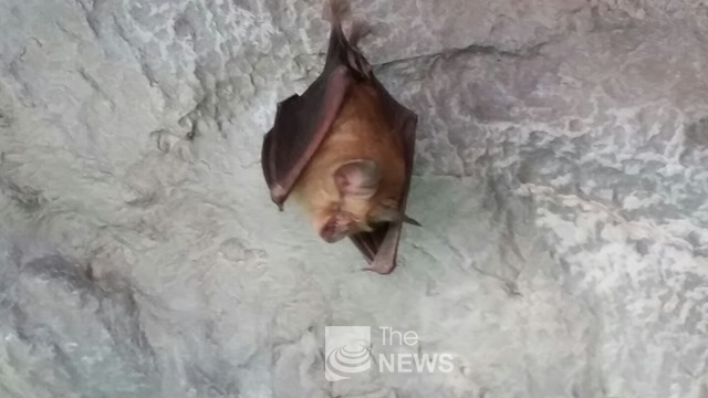동해시 천곡천연동굴에서 포착된 황금박쥐